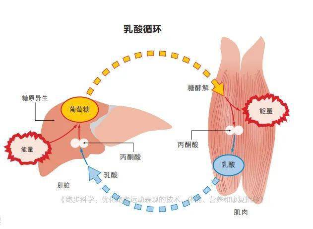 训练这样做跑步腿不酸