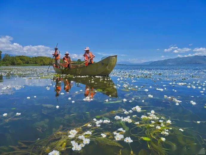 美了洱海水質持續向好海菜花開惹人愛圖視頻