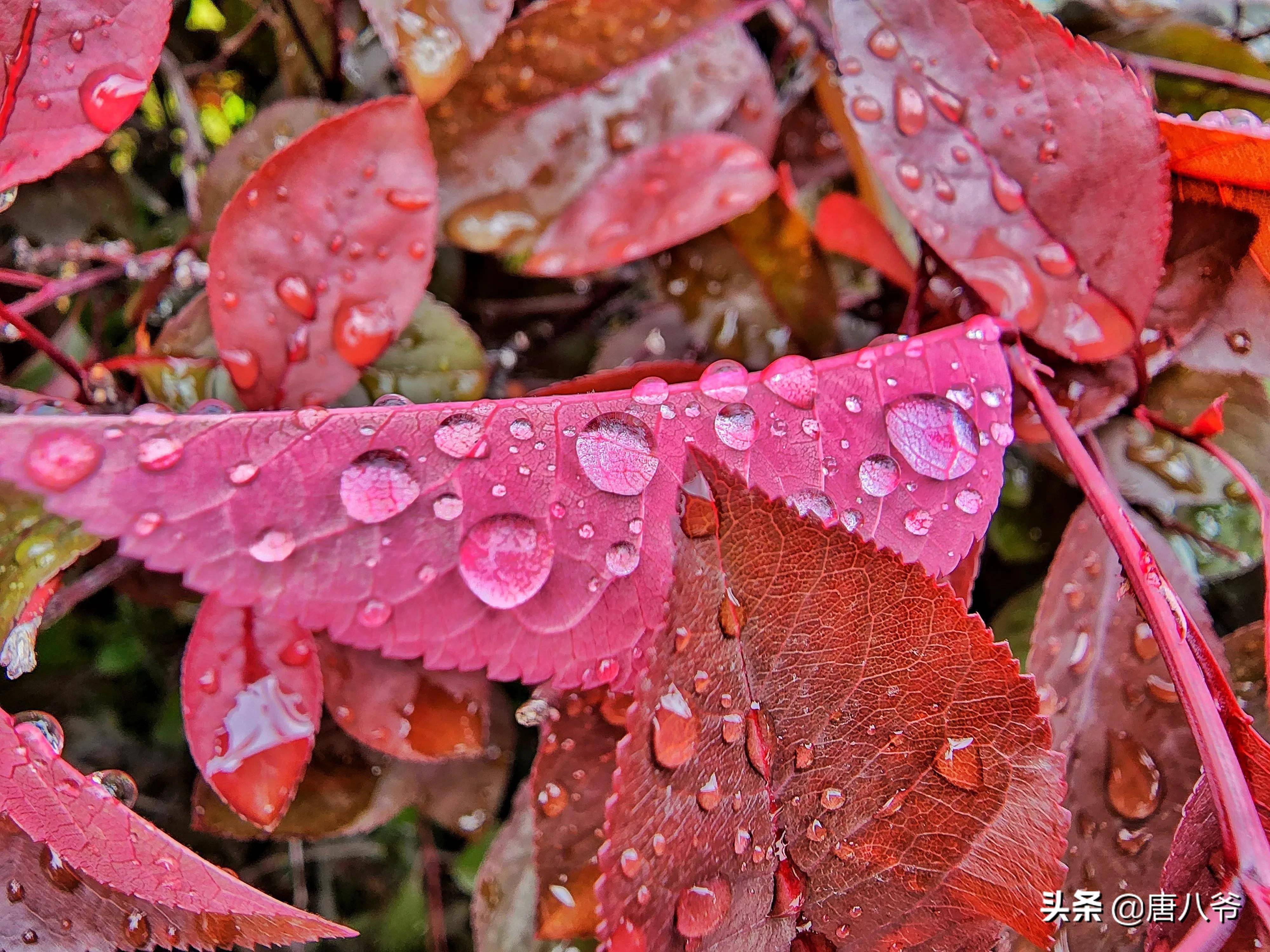 雨后露珠一个个在草丛中闪现