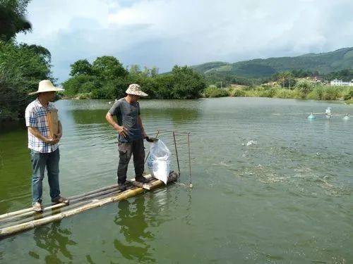 生石灰漂白粉茶籽餅在水產養殖中如何使用你都知道嗎