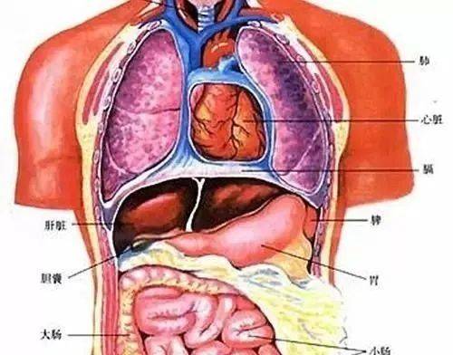 17個人體事實證明人是地球上最奧秘的生物血管長度可繞地球2圈