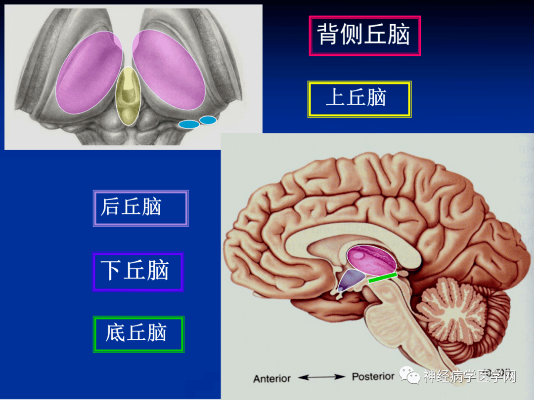头颈系统超全影像文章汇总全网最全头颅影像解剖学,不容错过(更新版)