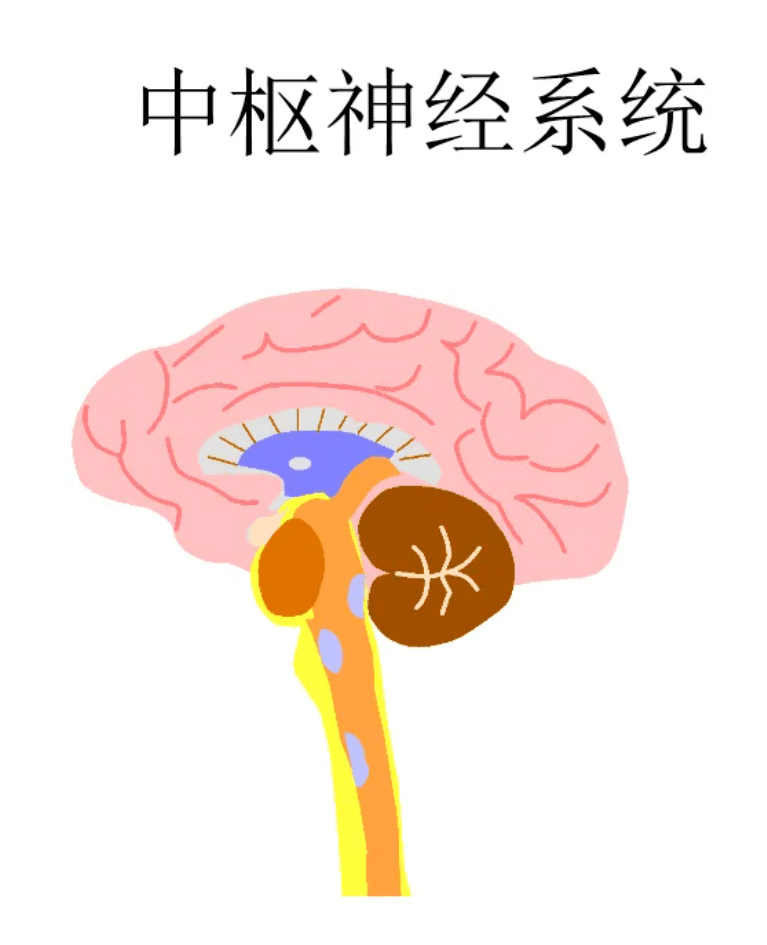 神经系统卡通图片图片