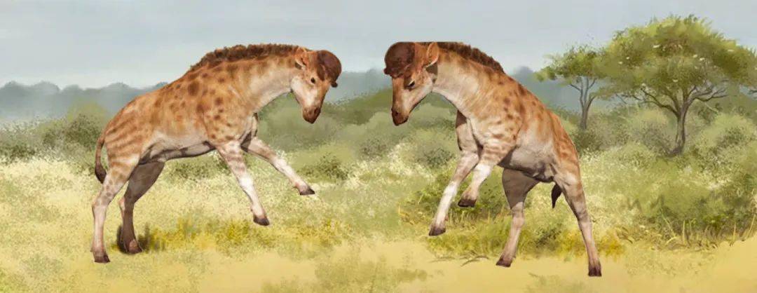 在本周的《科学》上,中国研究者报告了一种长相独特的长颈鹿祖先