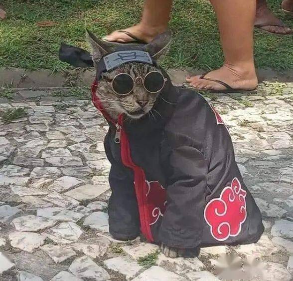 忍猫在《火影》里是与宇智波一族有一些联系,鼬和佐助都麻烦过猫婆婆