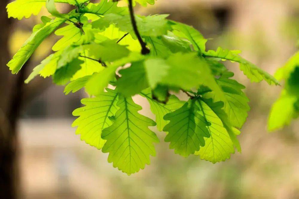 甜咸粽子哪个热量更高粽子叶用箬竹还是芦苇进来吵架