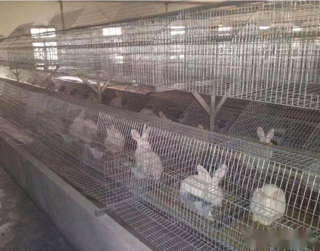 介绍一种养兔用铁丝网兔笼结实耐用使用简便