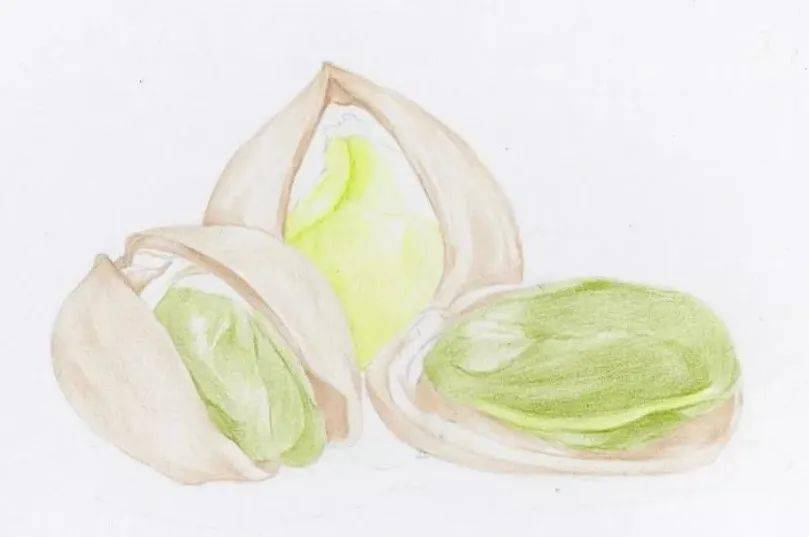 彩铅画入门坚果之开心果彩铅绘画步骤