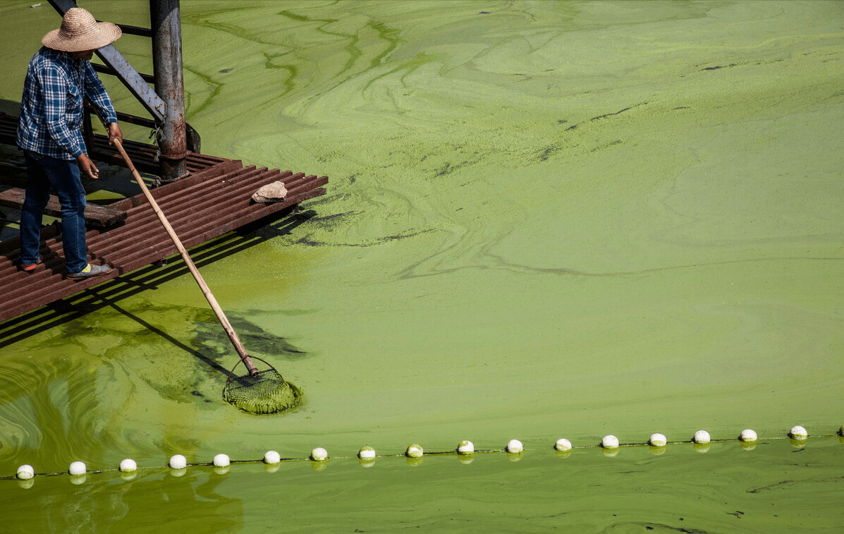 2016年,太湖蓝藻爆发从上世纪80年代开始,太湖流域经济快速发展,湖泊