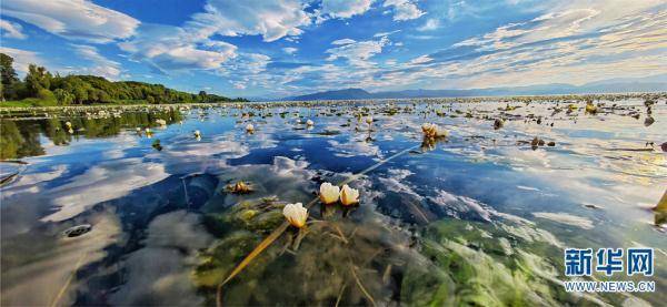 云南大理洱海海菜花盛开