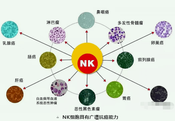 nk细胞