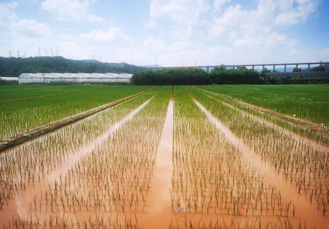 芒种丨50余年3个超级稻带你了解咱们的楚粳水稻