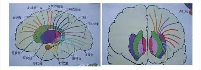 半卵圆中心位置图片