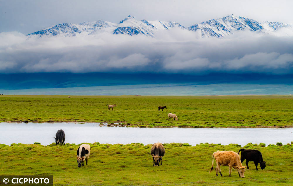 新疆和静:草原风光美如画_李飞_和静县_雪山