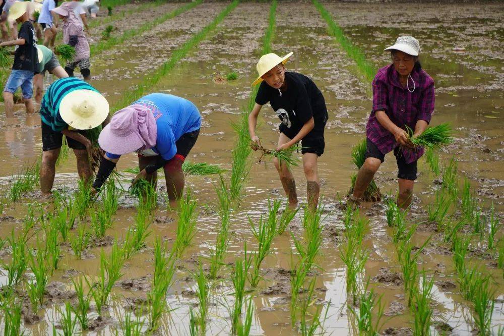 人都站不稳,田里的杂物还硌脚……总之比我们想象中的难多了,农民伯伯