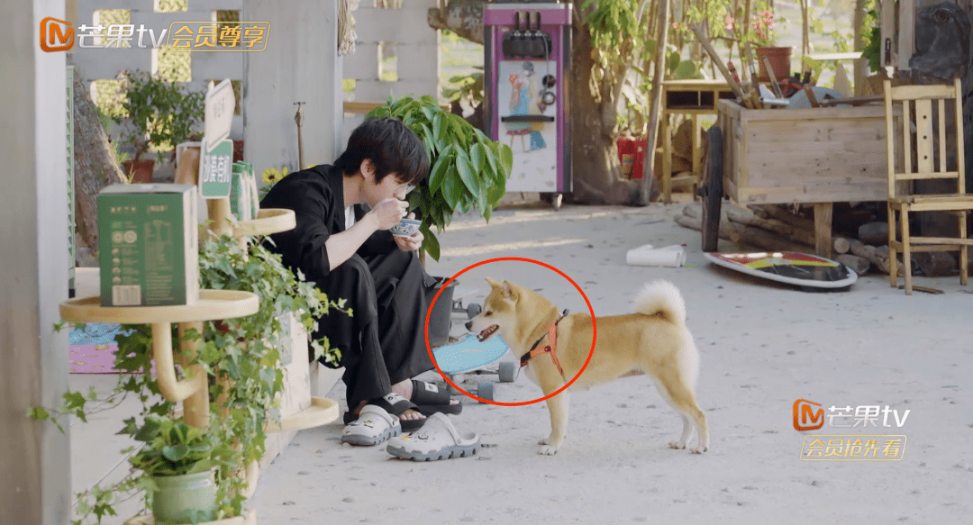 刘昊然惹柴犬生气追着跑道歉,网友:比女朋友都难哄