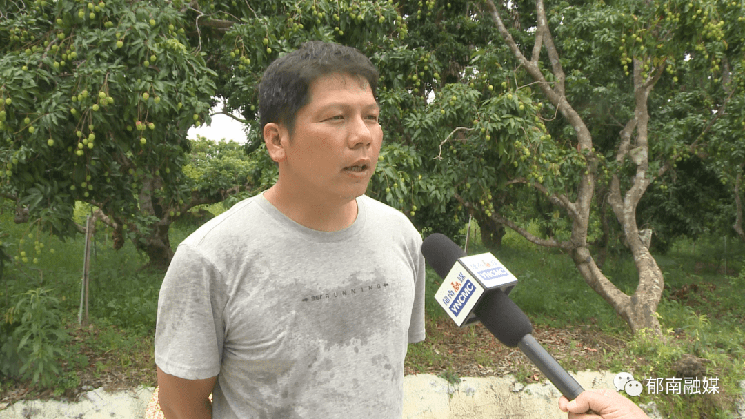 东坝镇 状元红 荔枝丰收在望 石村 冼运龙 种植