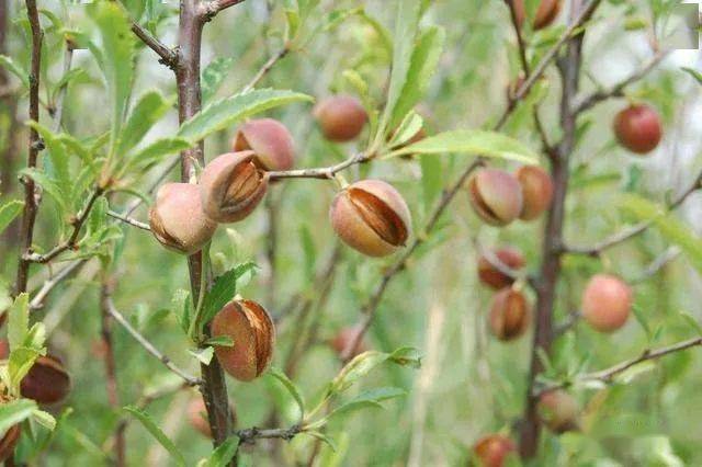 神舟十三号搭载的陕西长柄扁桃种子顺利出舱
