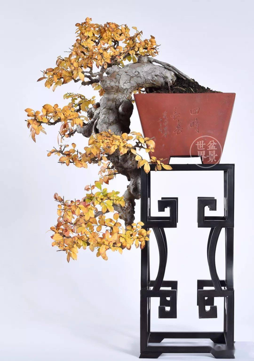 荣获2021全国精品盆景展金奖▲湖北邵阳作品《远古之韵(对节白蜡)