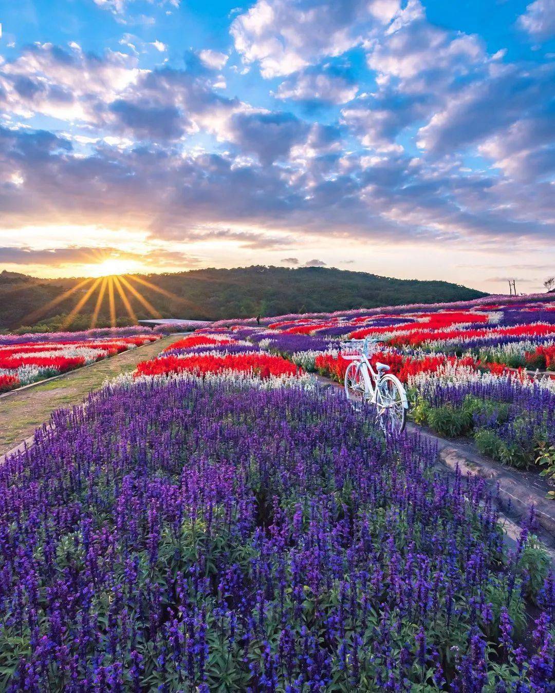 阳光鲜花风景图片大全图片