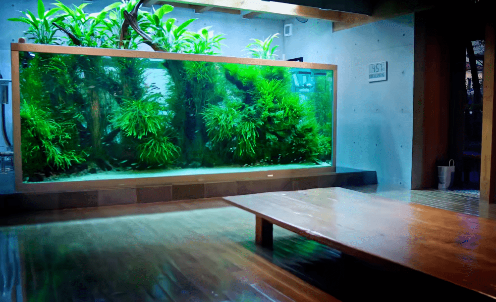 天野尚家4米大缸过滤系统/开缸22年了,40米大缸的过滤系统和维护/7年