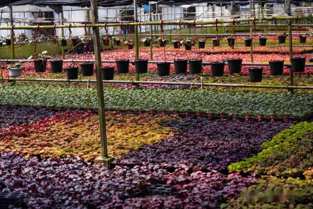 上海松江斥资20亿元打造花卉产业园