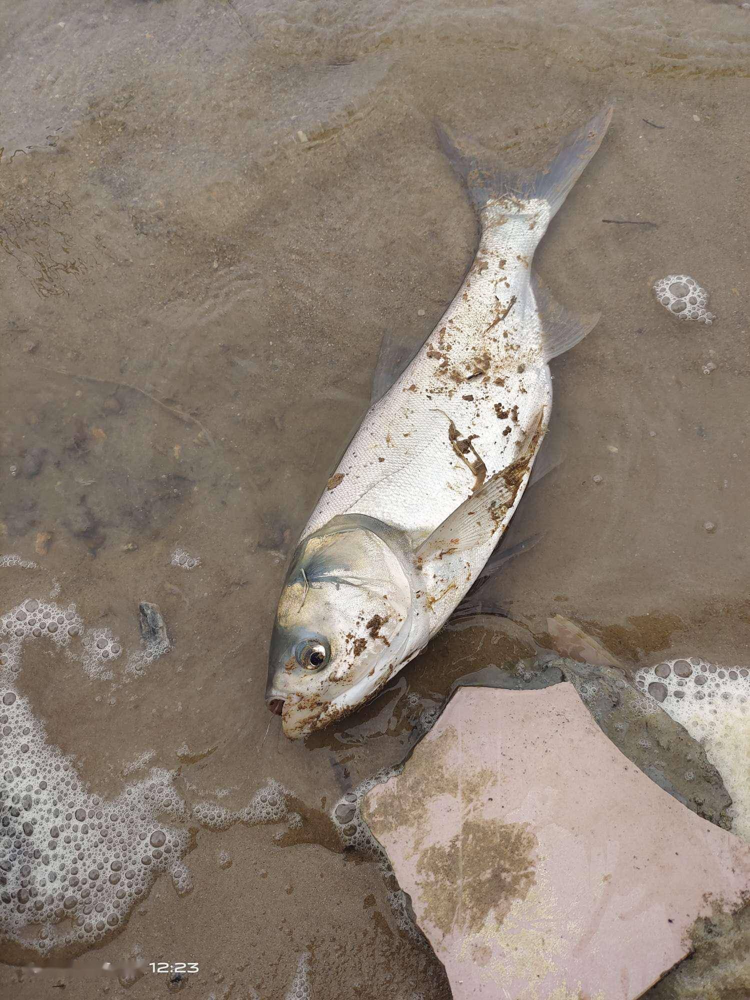 「6月鱼获」水怪钓鲢鳙,各种上鱼各种遗憾_收线_杆子_海杆