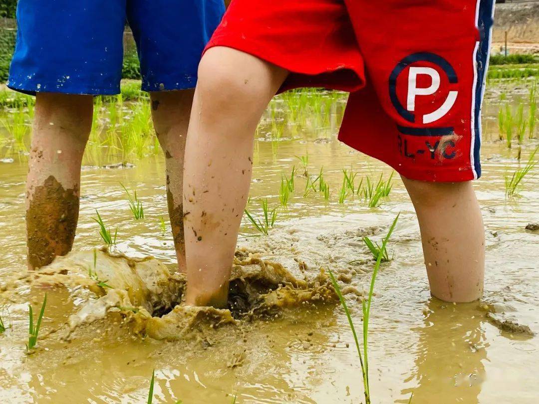 插秧摸魚玩泥巴沉浸式體驗教育從這個夏天開始