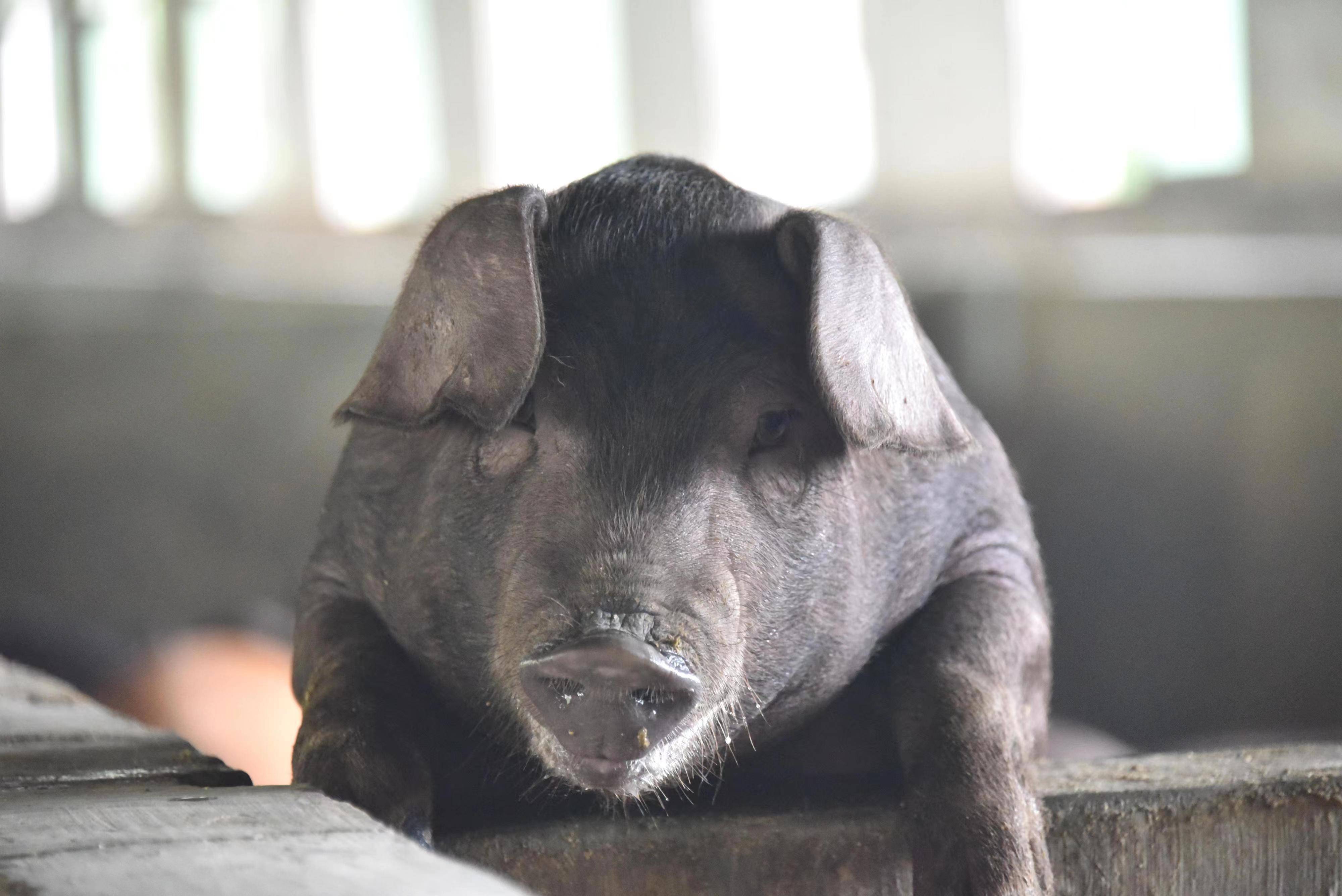 "糯谷猪,是我们当地土生土长的品种,皮薄肉糯,肉质优良.