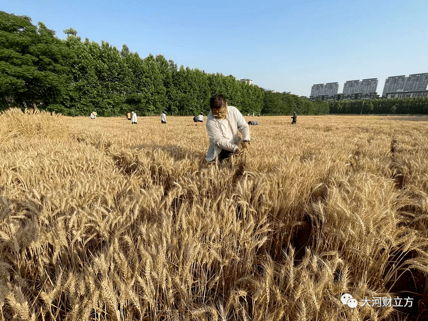 河南小麥育種簡史_延津_鄭麥_新鄉市