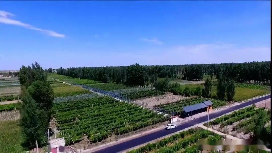「深度聚焦·高质量发展」金塔县:奋力描绘乡村振兴美画卷_金塔镇