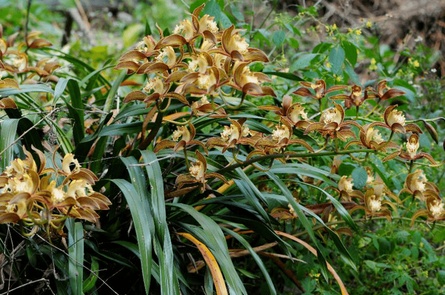 生物多样性带您领略西双版纳的国家重点保护野生兰科植物之美