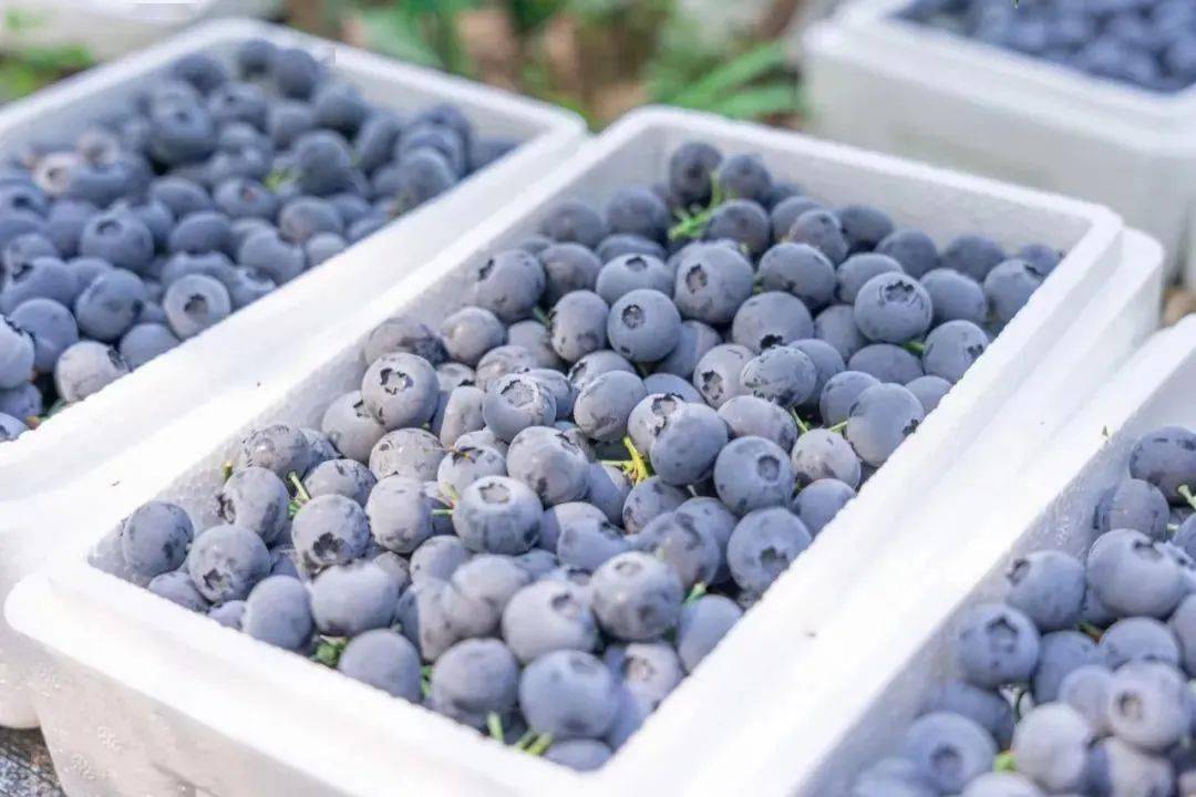 口感好,价格更是折上折小伙伴们,千千生鲜产地直供蓝莓蓝莓蛋糕,蓝莓