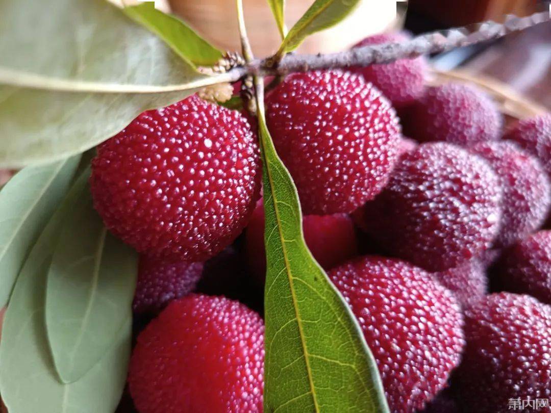 萧山杨梅开摘今年是大年所前网友说低于这个价要擦亮眼睛