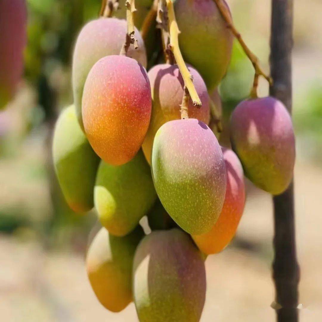 滿城已是芒果香快來元江過芒果節