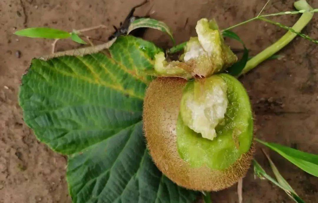 猕猴桃果实腐烂病害损失惨重综合防治技术方案提前了解