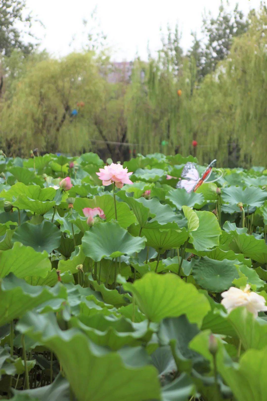 漫步咸阳湖,赏夏日"荷"韵~_赏荷_荷花_渭滨公园