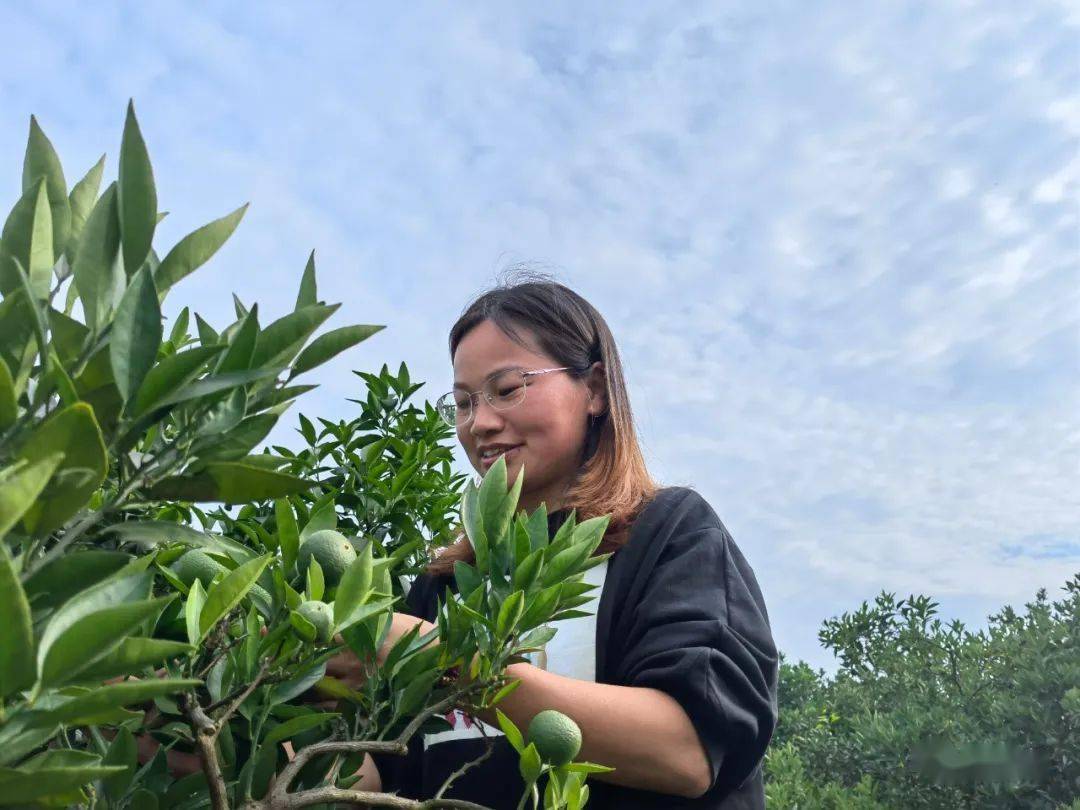 廣普鎮坪中村工作人員查看柑橘蟲害情況何均超口中的