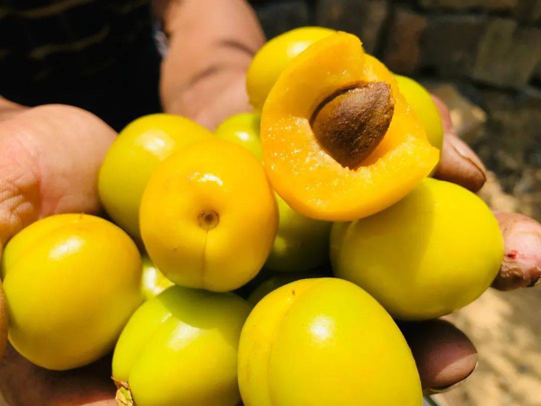 种植珍珠油杏十几年的果农还告诉我们:"这片果园珍珠油杏甜度最高可达