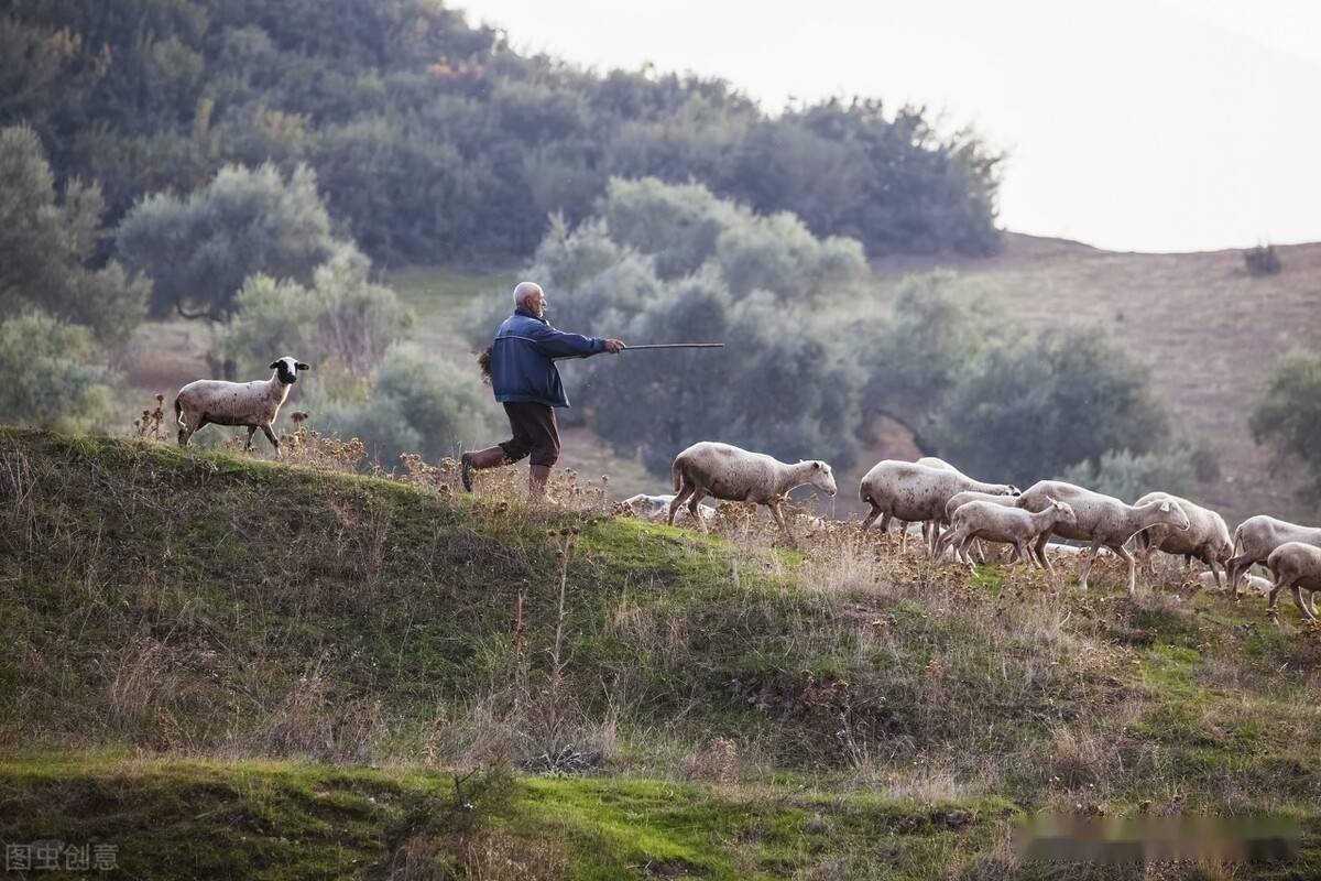 一首五哥放羊王二妮和于文华到底谁唱得更好