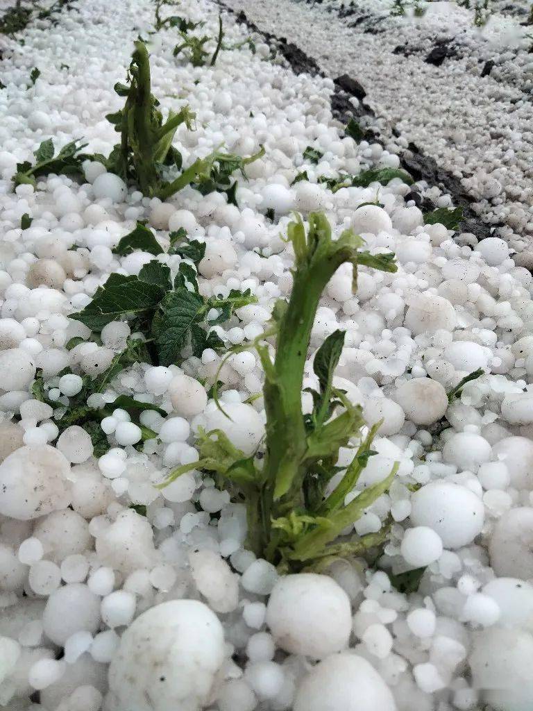 持续27分钟 昨日 赤峰一地突发冰雹灾害 喀喇沁旗 美林镇 强降水