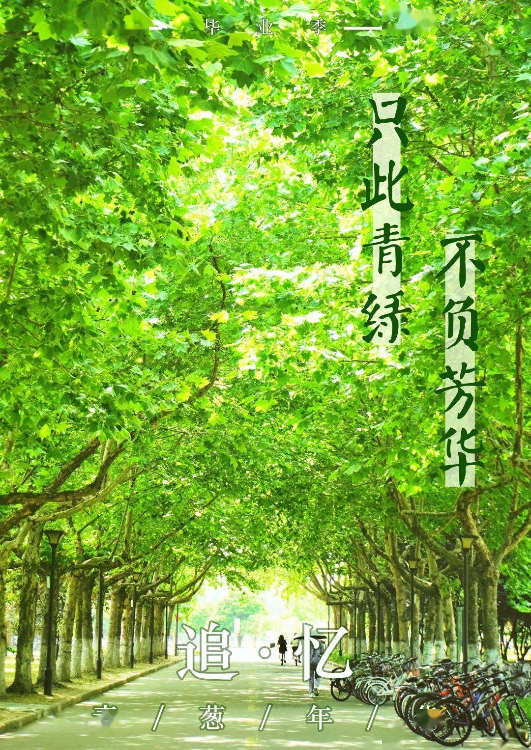 夏风染绿了梧桐枝芽我们追忆起青葱年华回想在淮师的时光最难忘却的