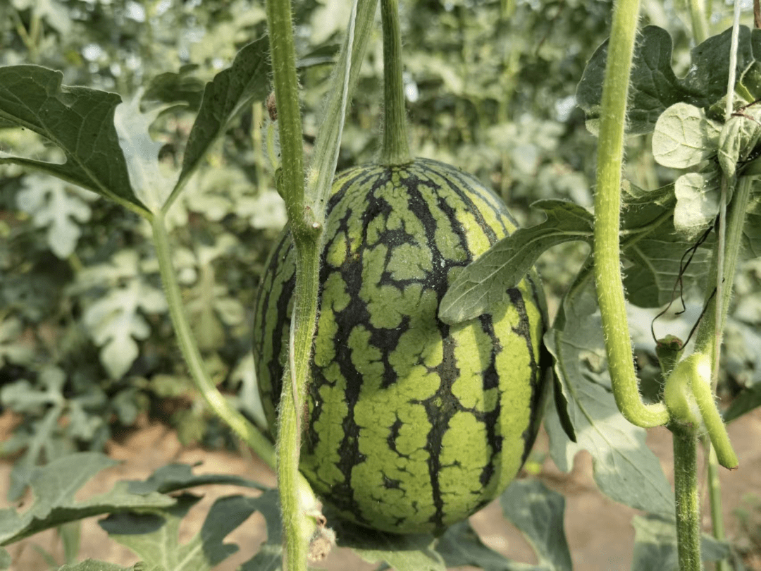 农场直通车沙脆甜通州宋庄超越梦想小西瓜熟了等你来采摘