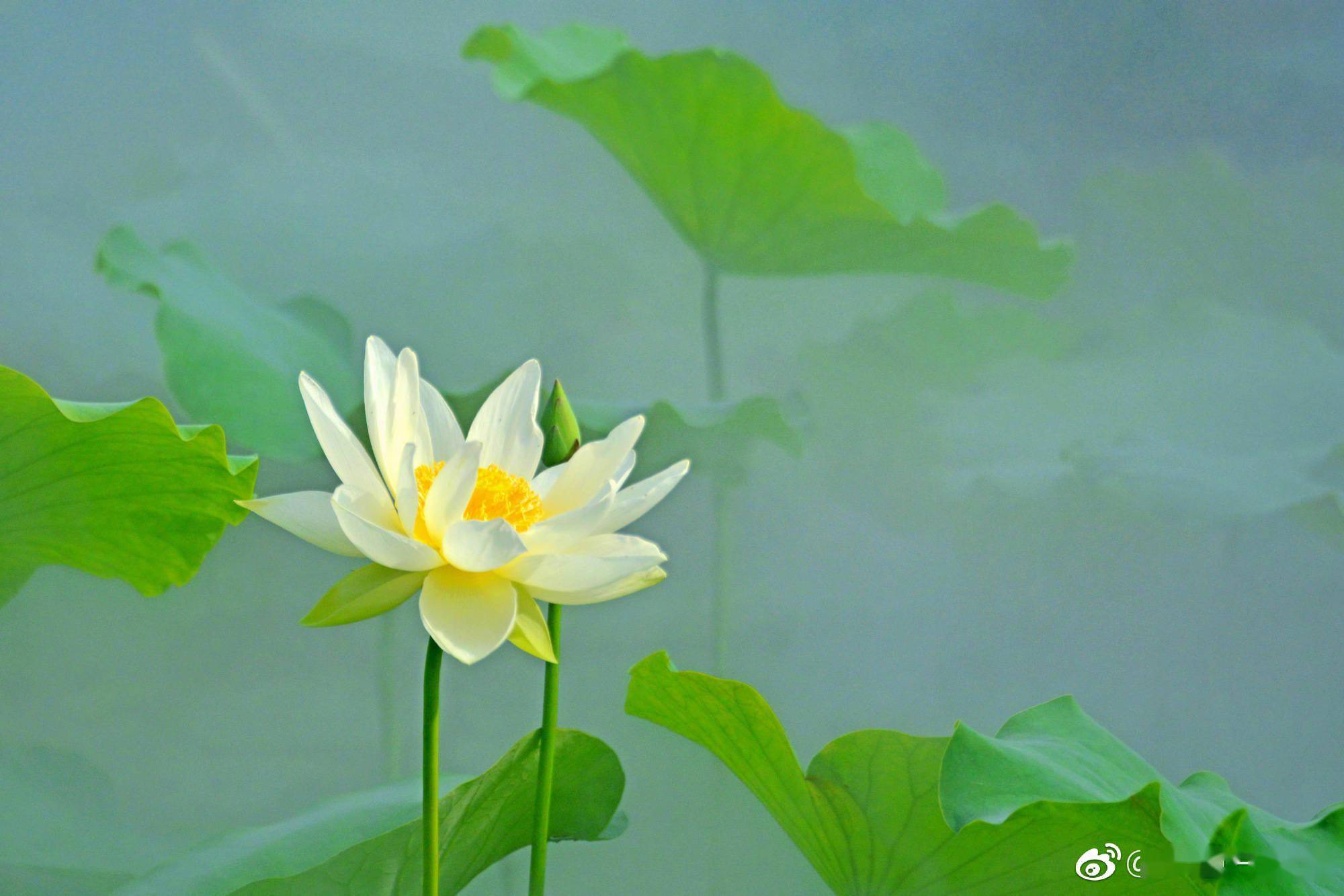 仙气飘飘雾中的荷花美丽鲜艳