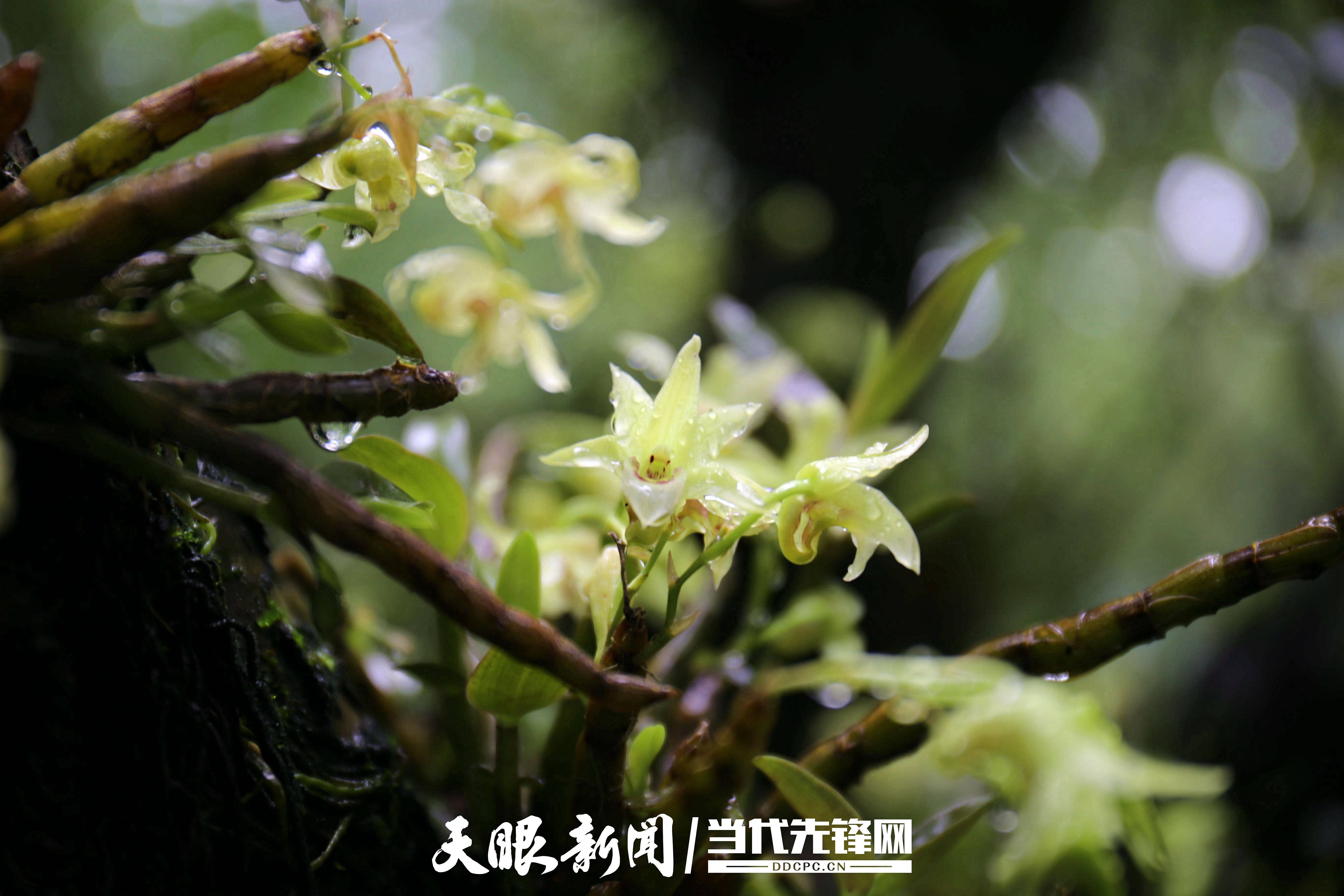 美图 | 22种盛开在怒江大峡谷的珍贵石斛花~了解一下？_枝条