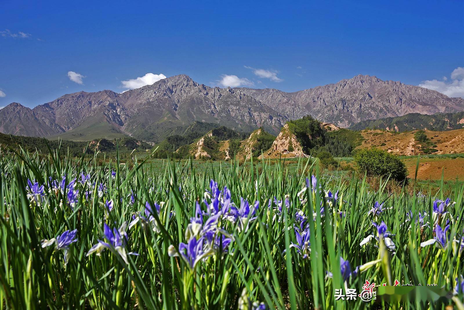 张掖:祁连山下马兰花盛开_马莲花_草原_风景区