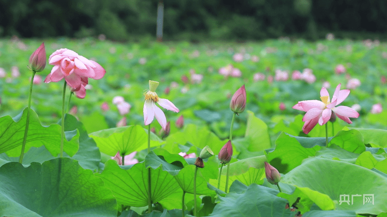 湖南江永：荷花盛开 美景如画