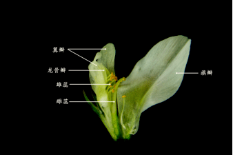 巧妙的花粉释放机制雄蕊共10枚,花药完全分离而花丝联合成2束,这样的