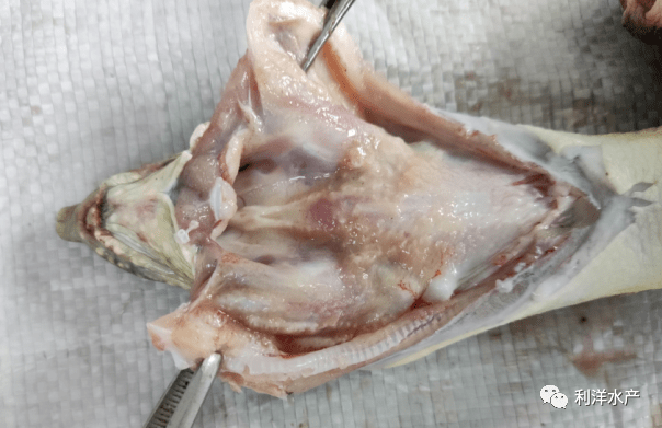 甲鱼的内脏解剖图图片