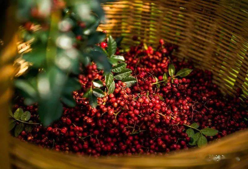 手机)秀美金钟山(付雅)硕果累累喜丰收(王永安)九襄美景游不完